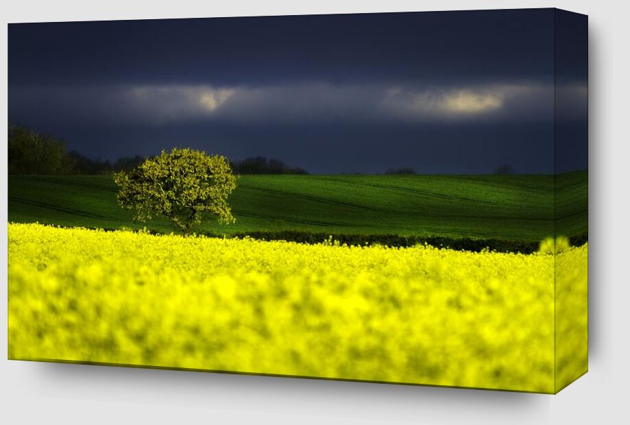 The yellow field from Pierre Gaultier Zoom Alu Dibond Image