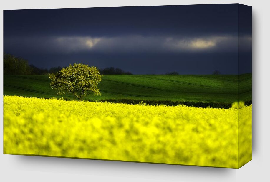 The yellow field from Pierre Gaultier Zoom Alu Dibond Image