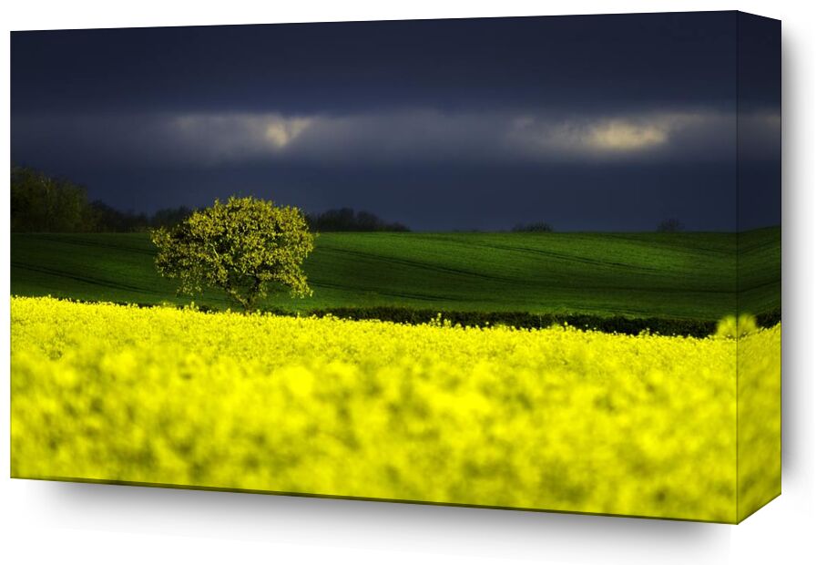 The yellow field from Pierre Gaultier, Prodi Art, vibrant, trees, sky, rural, rapeseed, outdoors, nature photography, nature, hills, grass, flowers, field, dark clouds, dark, countryside, country, cloudiness, clouds, agriculture