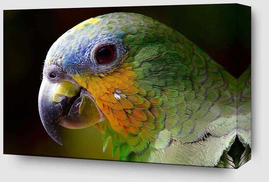 Parrot of the islands from Pierre Gaultier Zoom Alu Dibond Image