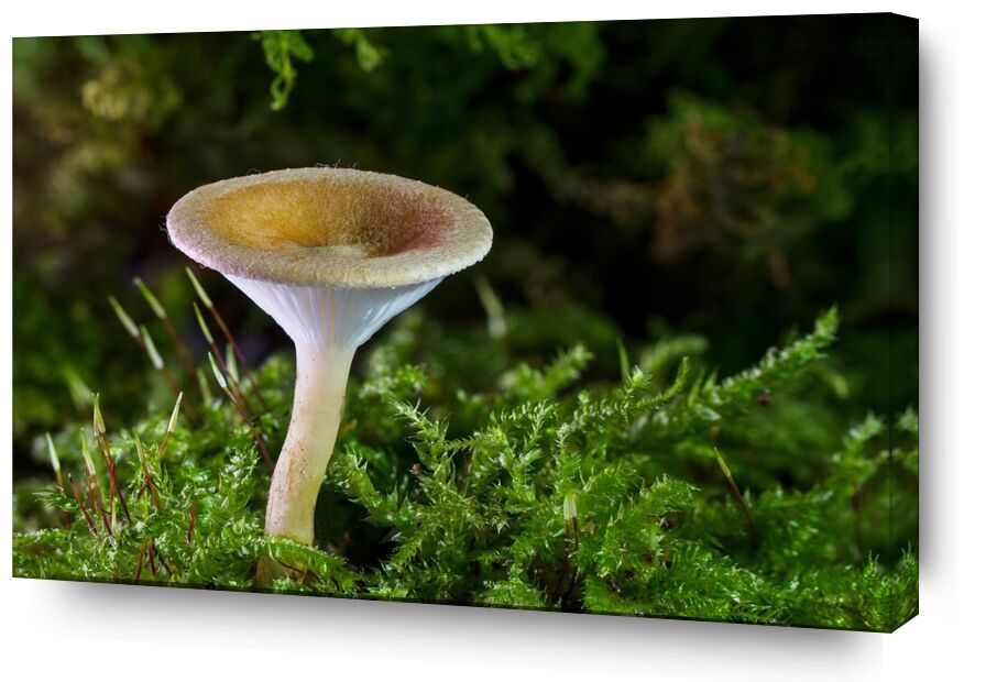 Champignon sur la mousse de Pierre Gaultier, Prodi Art, forêt, champignon, Mini champignon, éponge, petit champignon, mousse, l'automne