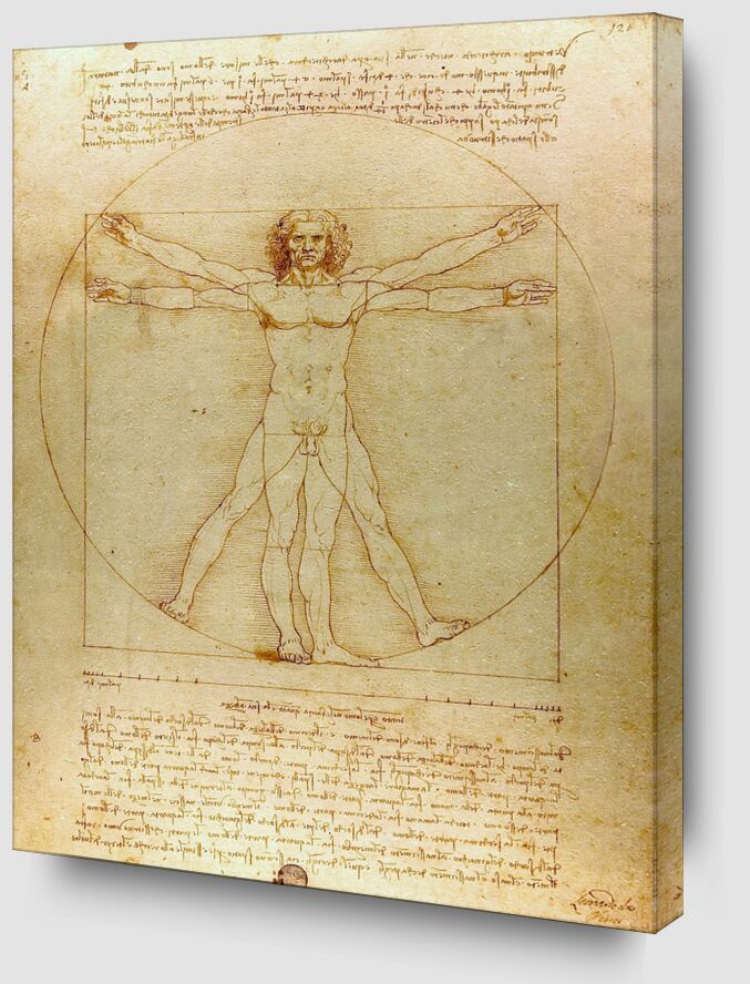 Vitruvian Man - Leonardo da Vinci von Bildende Kunst Zoom Alu Dibond Image