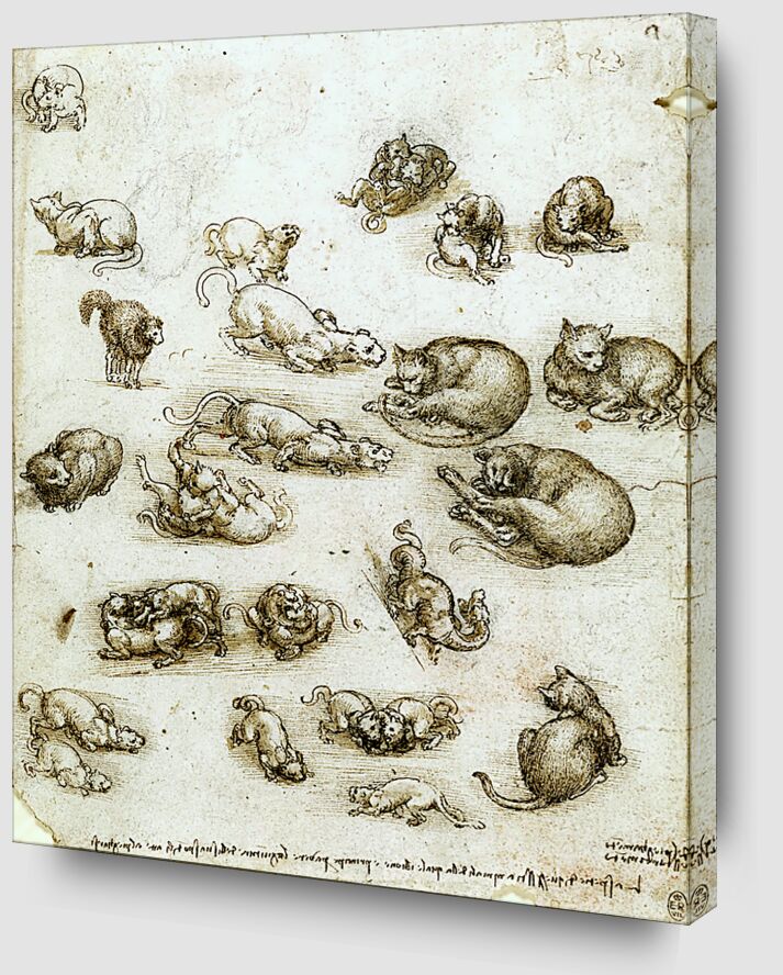Des chats, des Lions et un Dragon - Léonard de Vinci de Beaux-arts Zoom Alu Dibond Image