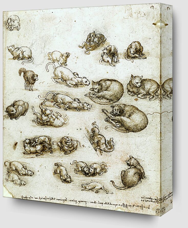 Cats, Lions, and a Dragon - Leonardo da Vinci from Fine Art Zoom Alu Dibond Image
