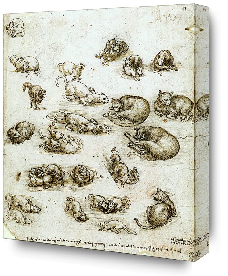 Cats, Lions, and a Dragon - Leonardo da Vinci from Fine Art, Prodi Art, dragon, Cat, Lion, animals, pencil drawing, drawing, Leonardo da Vinci