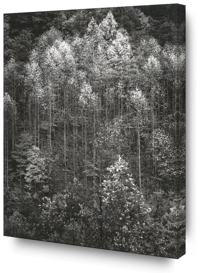Dawn, Autumn, Great Smoky Mountains National Park, Tennessee - Ansel Adams von Bildende Kunst, Prodi Art, ANSEL ADAMS, Dämmerung, Schnee, Winter, Wald, Bäume, Autonom