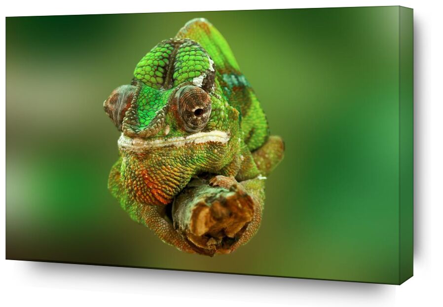 Le caméléon de Pierre Gaultier, Prodi Art, gros plan, coloré, coloré, vert, lézard, reptile, chamaeleonidae, caméléon