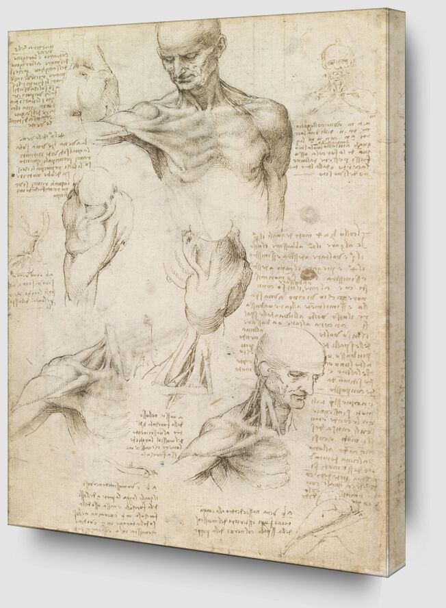 Anatomie superficielle de l'épaule et du cou (recto) - Léonard de Vinci de Beaux-arts Zoom Alu Dibond Image