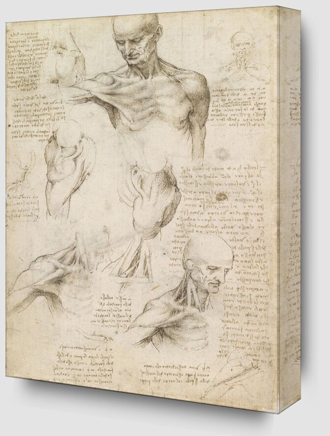 Superficial anatomy of the shoulder and neck (recto) - Leonardo da Vinci from Fine Art Zoom Alu Dibond Image