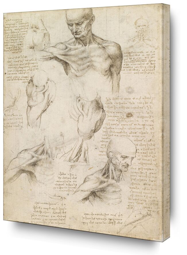 Superficial anatomy of the shoulder and neck (recto) - Leonardo da Vinci from AUX BEAUX-ARTS, Prodi Art, Leonard da vinci, drawing, pencil, human body, anatomy