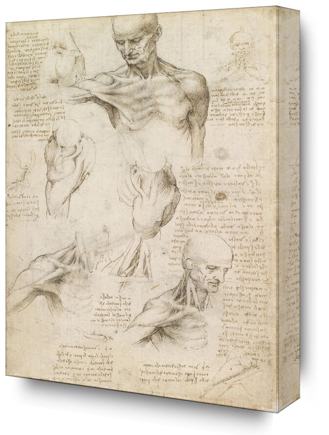 Superficial anatomy of the shoulder and neck (recto) - Leonardo da Vinci from Fine Art, Prodi Art, Leonard da vinci, drawing, pencil, human body, anatomy