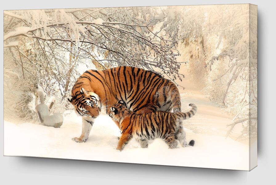 Tigres dans la neige de Pierre Gaultier Zoom Alu Dibond Image