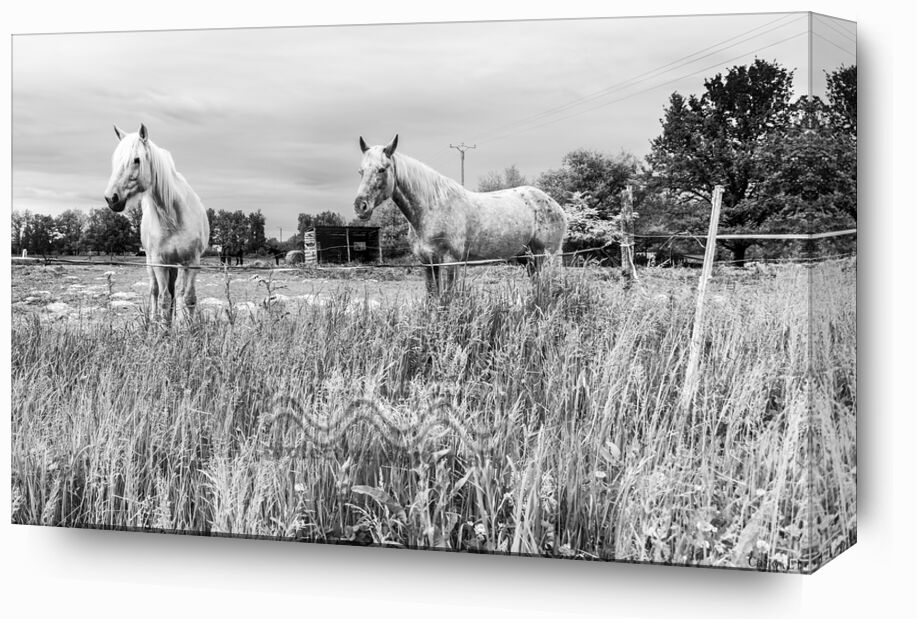 The Horses from Caro Li, Prodi Art, horses, horses, meadow, landscape, landscape, nature, Dear Li, Photography, toulouse, art photography