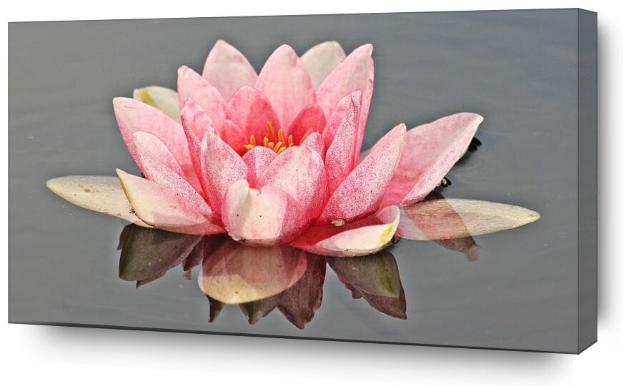 Le nénuphar rose de Pierre Gaultier, Prodi Art, Floraison, fleur, flore, fleur, nymphée, pétales, plante, étang, eau, nénuphar