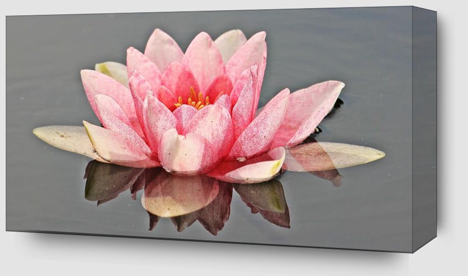The pink water lily from Pierre Gaultier Zoom Alu Dibond Image