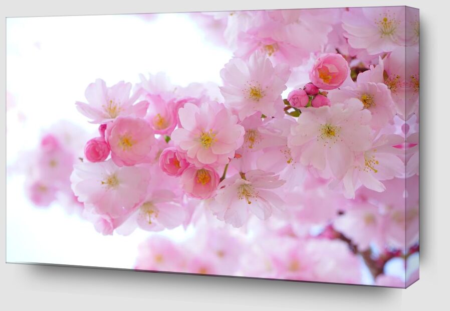 Fleurs de cerisier de Pierre Gaultier Zoom Alu Dibond Image