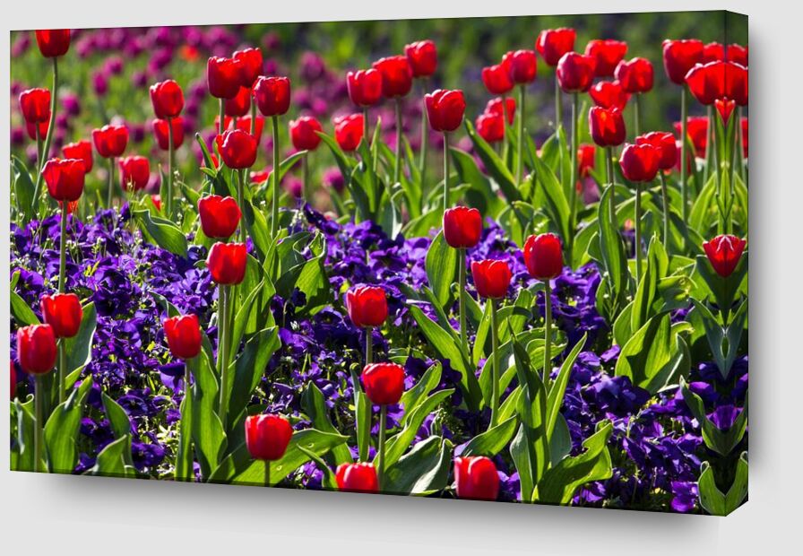Les tulipes du printemps de Pierre Gaultier Zoom Alu Dibond Image