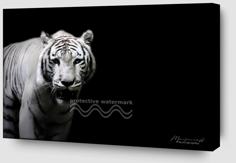 Le Tigre de Sibérie sorti des grandes steppes de Mayanoff Photography Zoom Alu Dibond Image