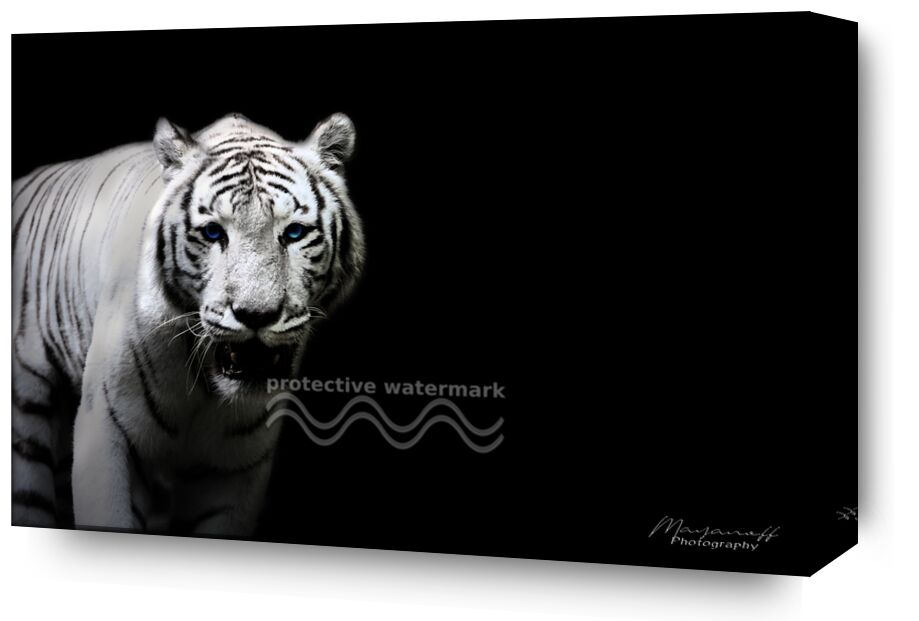 The Siberian Tiger out of the great steppes from Mayanoff Photography, Prodi Art, White Tiger, Siberia, wildlife, wildlife, animal, portrait, feline, tiger
