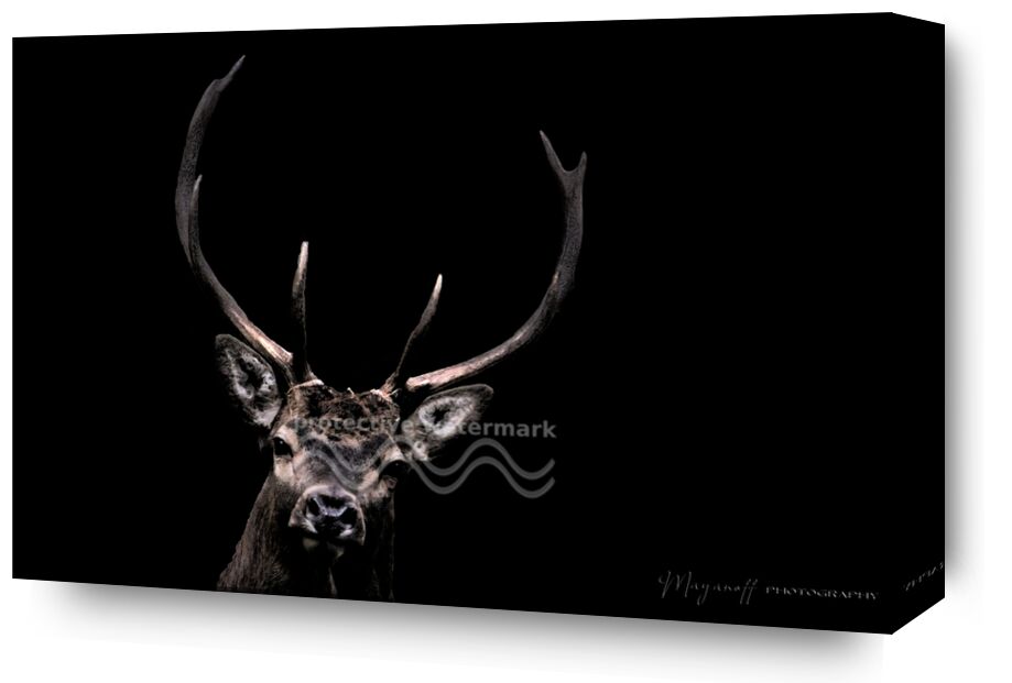 The woodland ghost from Mayanoff Photography, Prodi Art, deer, wood, portrait, animal, wild animals
