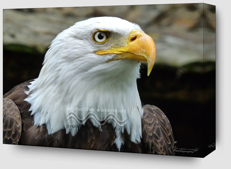 Eye of the Eagle from Mayanoff Photography Zoom Alu Dibond Image