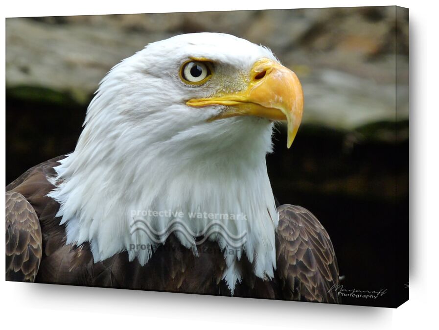L'oeil de l'Aigle de Mayanoff Photography, Prodi Art, Aigle chauve, aigle, oeil, portrait, rapace, oiseau, aigle, œil, oiseau de proie, pygargue à tête blanche, pygargue, aigle pêcheur, aigle