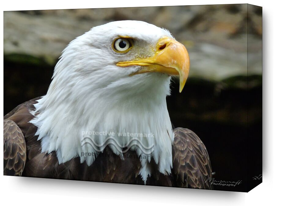 Eye of the Eagle from Mayanoff Photography, Prodi Art, bald eagle, eagle, eye, portrait, raptor, bird, eagle, eye, bird of prey, Bald Eagle, pygargue, fishing eagle, fish eagle