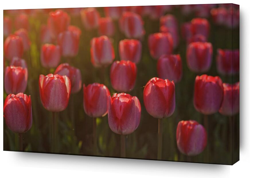 Tulipes roses de Pierre Gaultier, Prodi Art, tulipes, rouge, pétales, fleurs, flore, fleur, Floraison