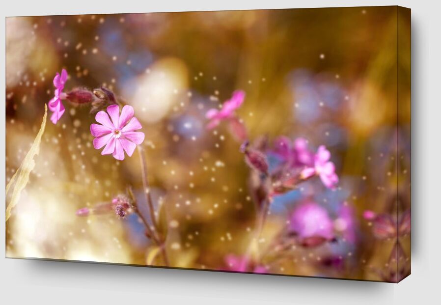 Fleurs au vent de Pierre Gaultier Zoom Alu Dibond Image
