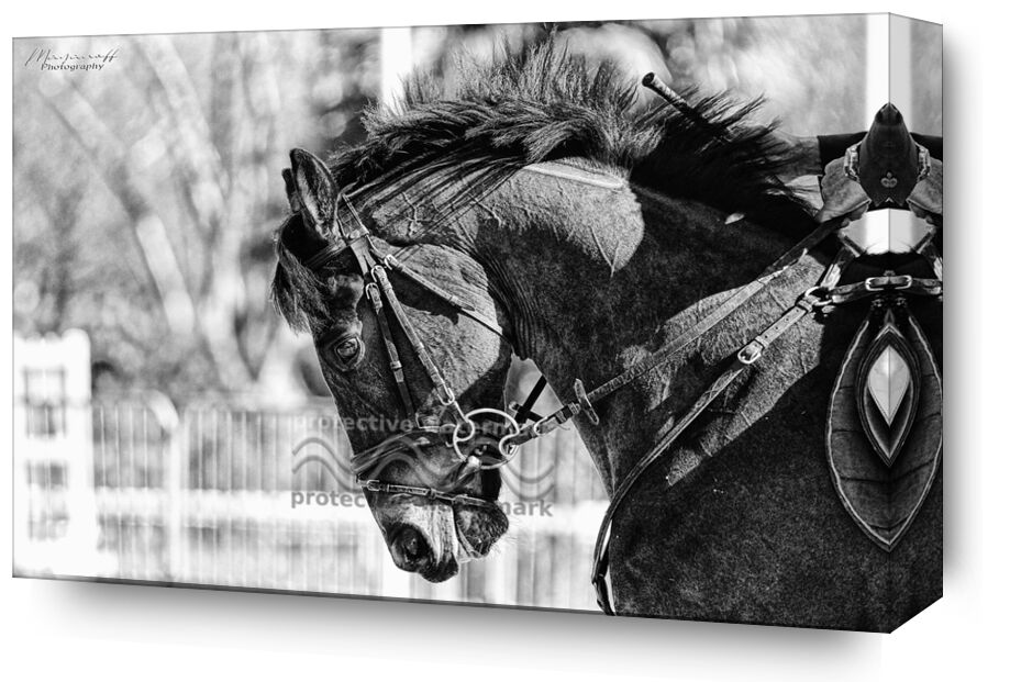 Focus from Mayanoff Photography, Prodi Art, head, mane, portrait, competition, horse, horse, animal, head, mane, competition, show jumping, show jumping