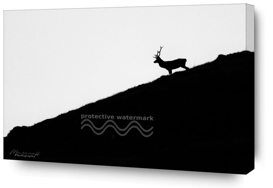 Escapade nocturne de Mayanoff Photography, Prodi Art, cerf, nuit, crépuscule, montagnes, crête, animal, faune sauvage, cerf, nuit, crépuscule, Montagne, faune, crête