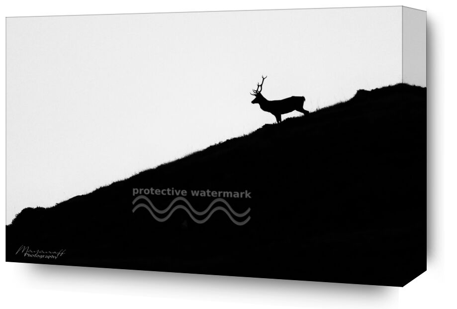 Night getaway from Mayanoff Photography, Prodi Art, deer, night, dusk, crest, animal, wildlife, mountains, wildlife