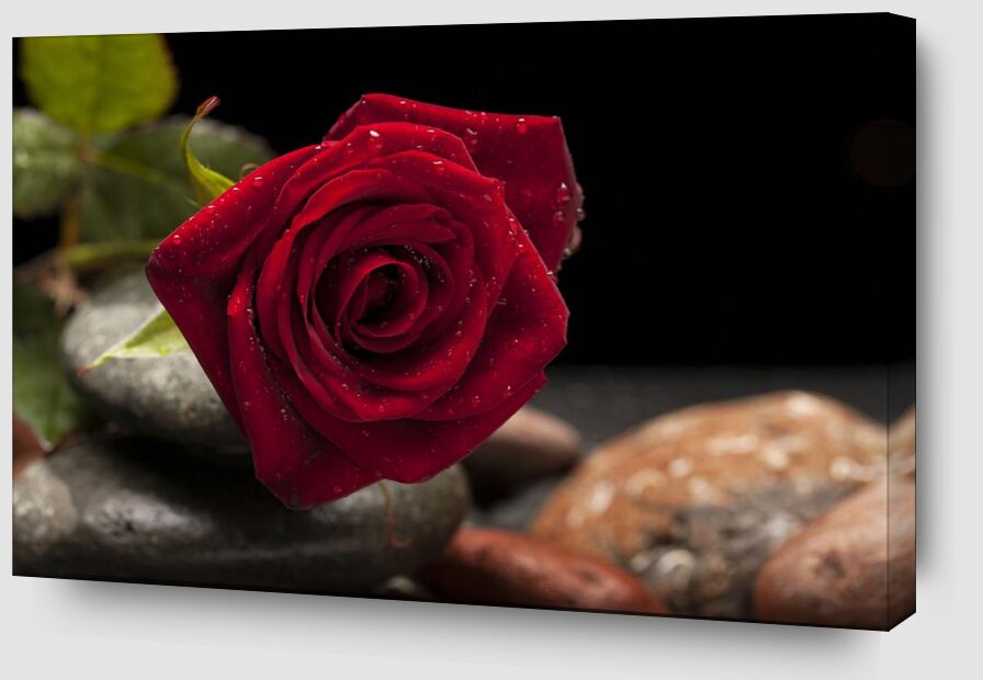La rose rouge de Pierre Gaultier Zoom Alu Dibond Image