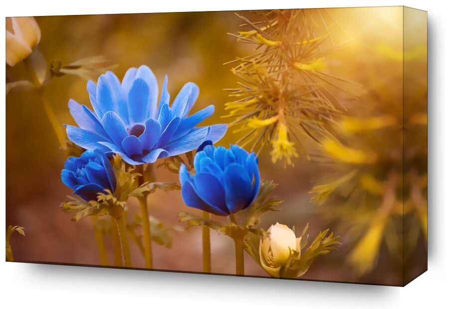 Wild flower from Pierre Gaultier, Prodi Art, bloom, blooming, blossom, blur, close-up, delicate, depth of field, flora, flower buds, flowers, focus, growth, macro, nature, petals, wildflower