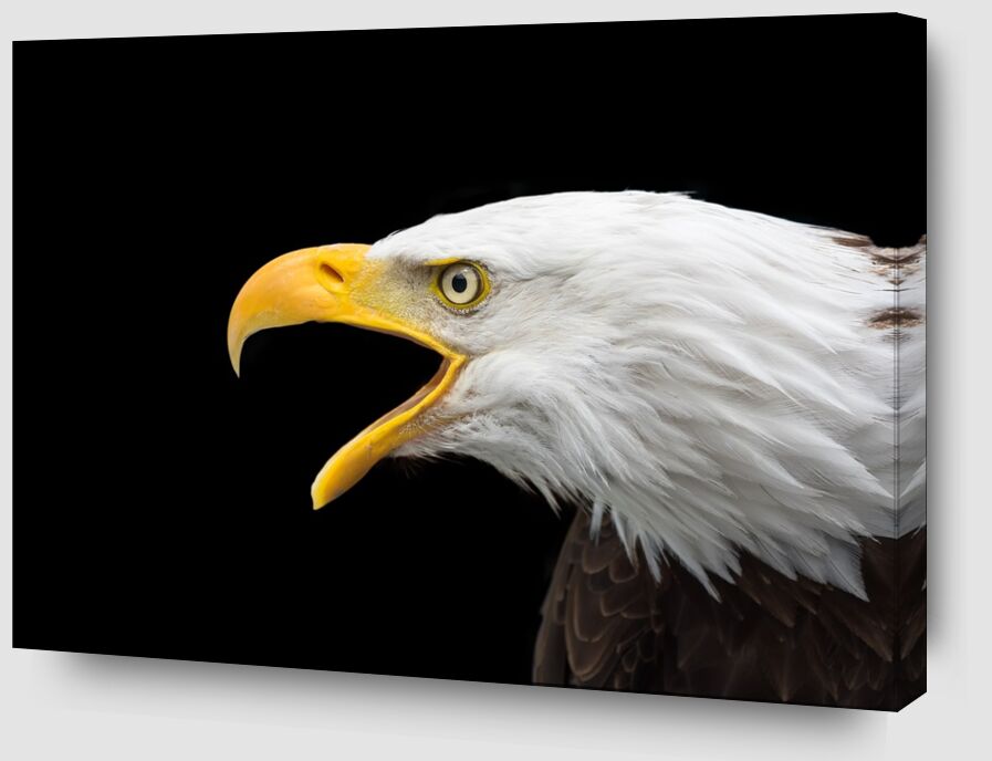 Bec de l'aigle de Pierre Gaultier Zoom Alu Dibond Image