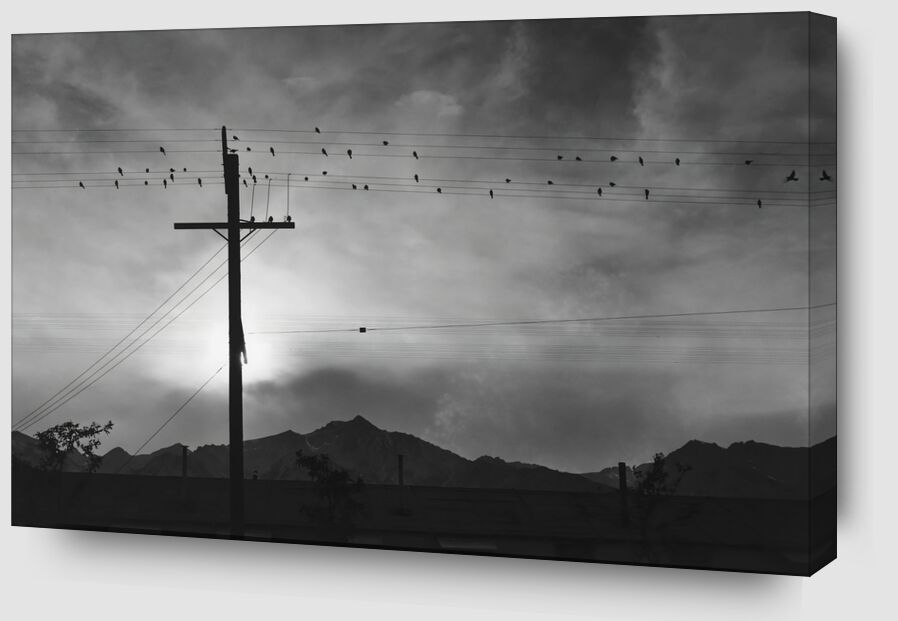 Birds on Wire, Evening - Ansel Adams von Bildende Kunst Zoom Alu Dibond Image