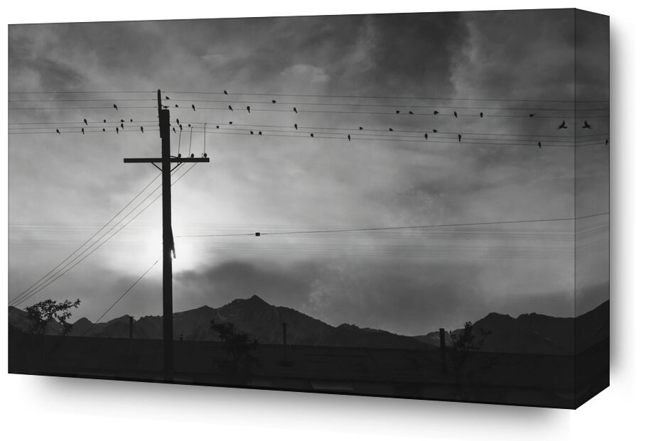 Birds on Wire, Evening - Ansel Adams from Fine Art, Prodi Art, ANSEL ADAMS, mountains, birds, sky, Sun, black-and-white
