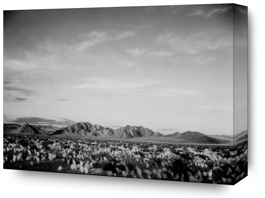 View Of Montains Desert Shrubs Highlighted - Ansel Adams from Fine Art, Prodi Art, ANSEL ADAMS, black-and-white, mountains, shrubs
