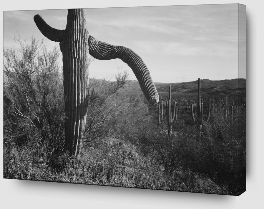 Cactus At Left And Surroundings - Ansel Adams von Bildende Kunst Zoom Alu Dibond Image