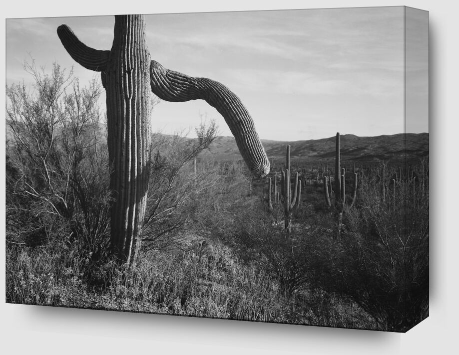 Cactus At Left And Surroundings - Ansel Adams from Fine Art Zoom Alu Dibond Image