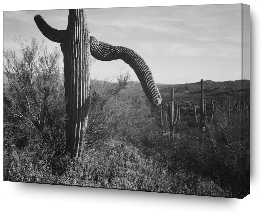 Cactus At Left And Surroundings - Ansel Adams from AUX BEAUX-ARTS, Prodi Art, ANSEL ADAMS, cactus, desert, black-and-white