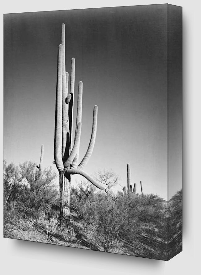 Full View of Cactus and Surrounding Shrubs - Ansel Adams from Fine Art Zoom Alu Dibond Image