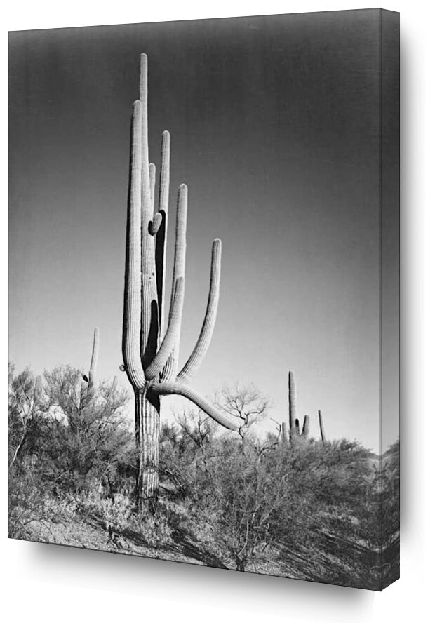 Full View of Cactus and Surrounding Shrubs - Ansel Adams von Bildende Kunst, Prodi Art, ANSEL ADAMS, Kaktus, Wildnis, Schwarz und weiß