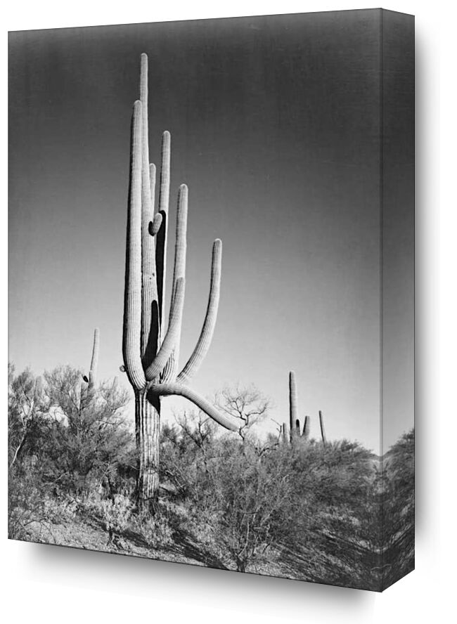 Full View of Cactus and Surrounding Shrubs - Ansel Adams from Fine Art, Prodi Art, ANSEL ADAMS, cactus, desert, black-and-white