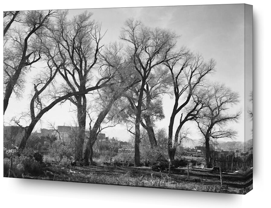 At Taos Pueblo National Historic Landmark - Ansel Adams from AUX BEAUX-ARTS, Prodi Art, ANSEL ADAMS, black-and-white, trees, farm