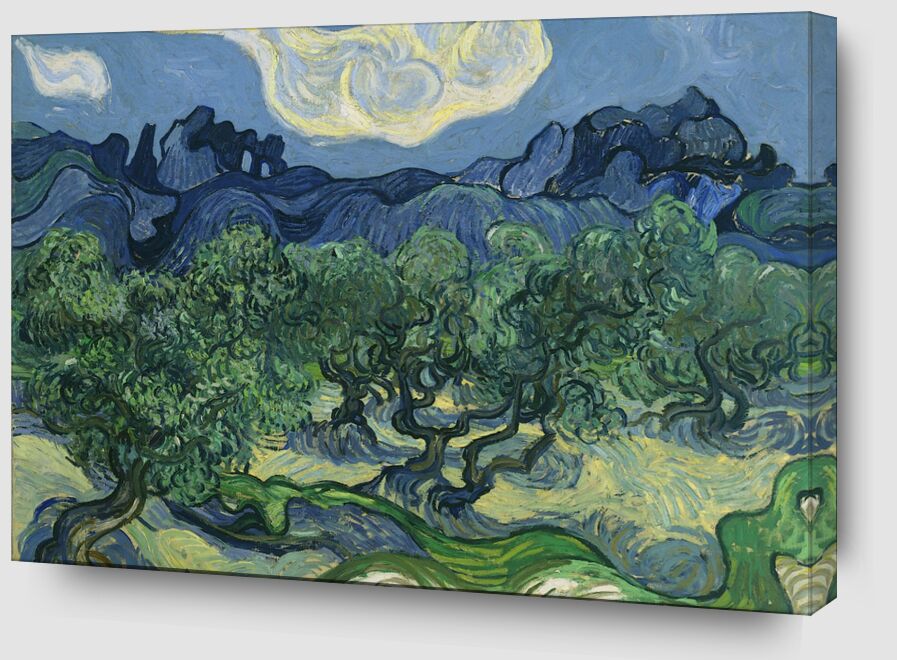 The Olive Trees - Van Gogh von Bildende Kunst Zoom Alu Dibond Image