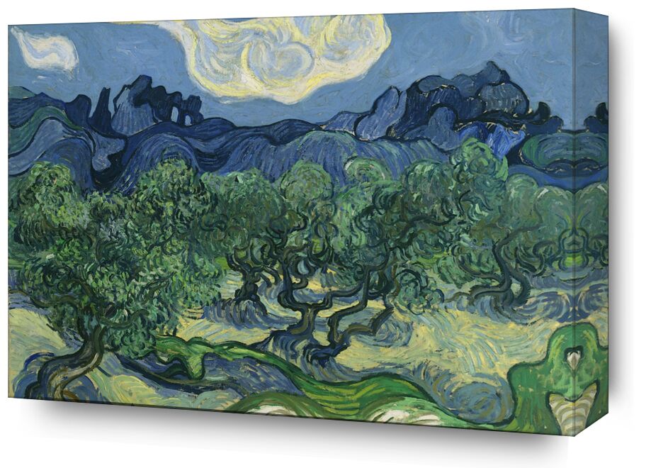 The Olive Trees - Van Gogh from Fine Art, Prodi Art, abstract, Van gogh, fields, nature, olive trees