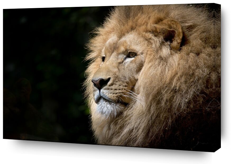 Le félin de Pierre Gaultier, Prodi Art, Lion, sauvage, Afrique, africain, félins, zoo, faune, fauve, animal, animal sauvage, majesté, portrait, félin, portrait d&#39;anima