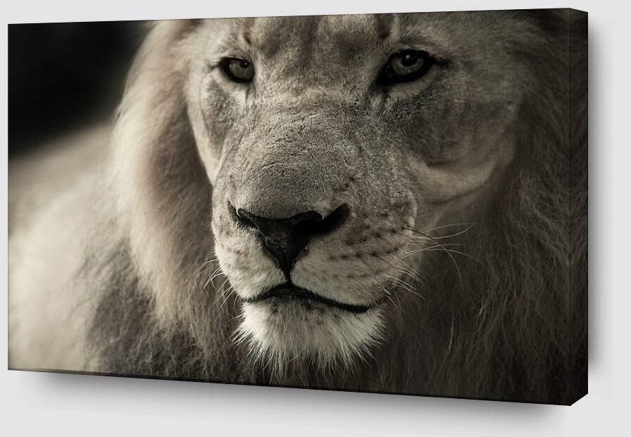 Lion de Pierre Gaultier Zoom Alu Dibond Image