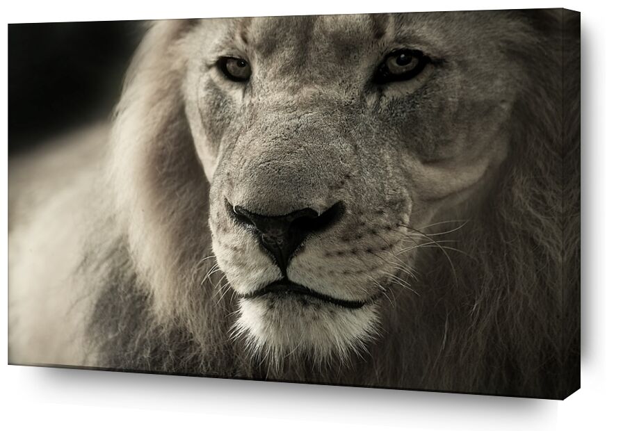 Lion de Pierre Gaultier, Prodi Art, Lion, portrait d&#39;anima, Afrique, safari, animal sauvage, animal, le monde animal, Afrique du Sud, nature, prédateur, fourrure, Chat, portrait de lion, gros chat, posant, les yeux, en plein air